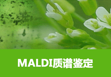 MALDI-TOF质谱鉴定